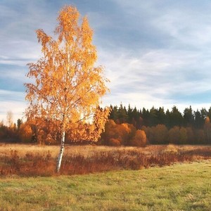 Флейта Пана. Золотая осень