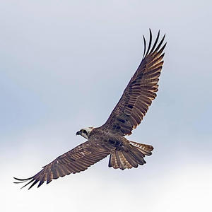 I have lived (Explicit)