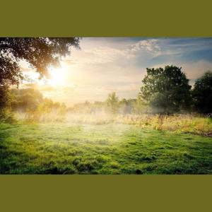 Sunrise In the Forest