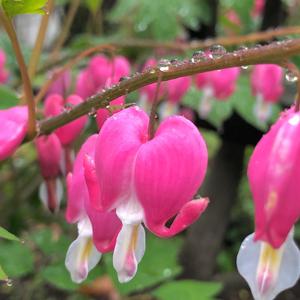 Bleeding Heart (Explicit)