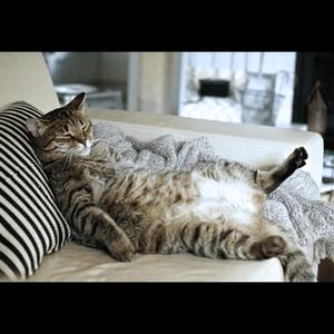 Lazy cat