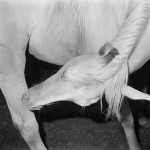 whore of babylon.wav