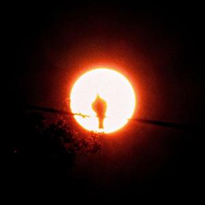 Oiseau de malheur