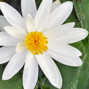 Go Pro With Discotheque