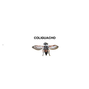 Coliguacho, Pt 2