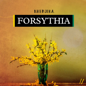 Forsythia