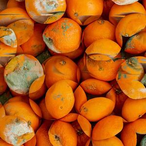 Tangerine Hoarder