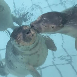 flightless bird, american mouth