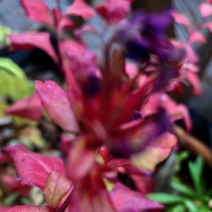 Leonie Freudenberger - Low Hanging Fruit