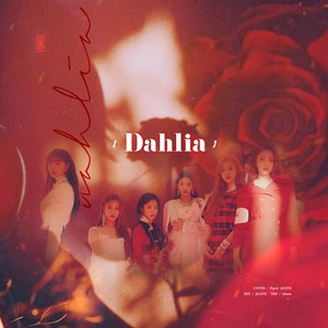 DAHLIA (大丽花)