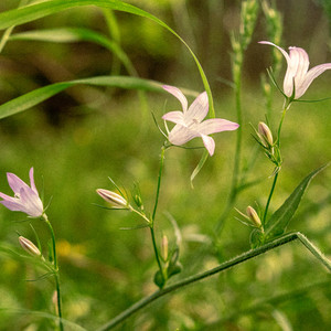 Campanula