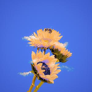 letter to b. (feat. matt capone) (Husband Edition) (Explicit)