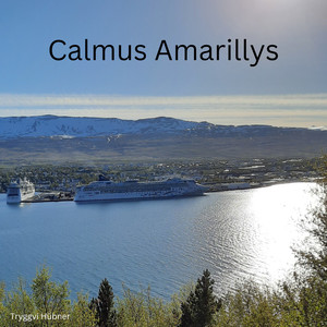 Calmus Amarillys