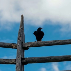 美食干饭人进行曲