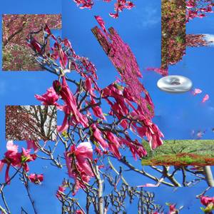 the flowers froze last night, but they were still pretty