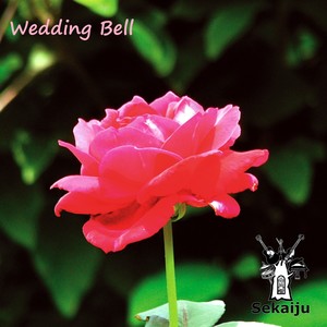 Wedding Bell