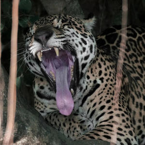 I'M SOO SEXY (Explicit)