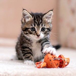 Melodías Para Momentos Tranquilos