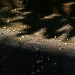 DJ水云 - 一样的月光 (DJ版)