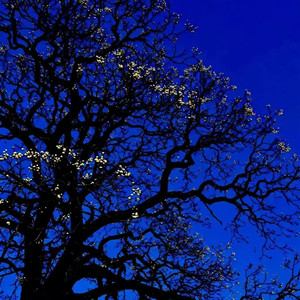 Fading Light (渐暗的光)-404Hz