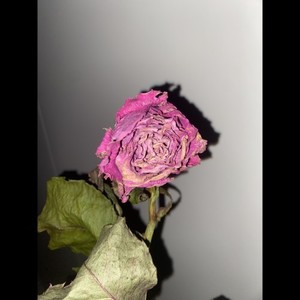 Zeig mir nicht dein Lied