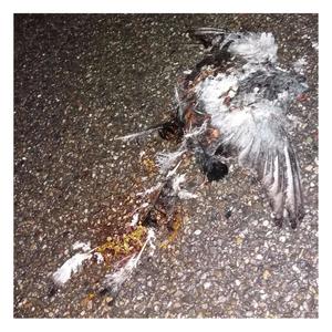 atrophiecreatrice (feat. phario) (Explicit)
