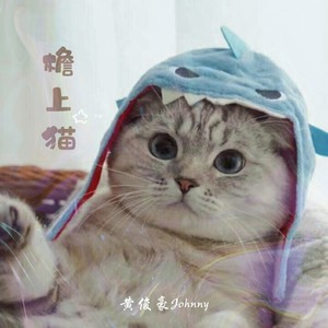 檐上猫