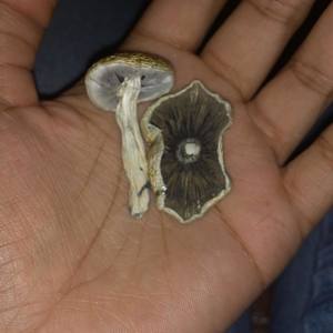 Gawd Burberry Me (Explicit)