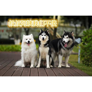 碎月散成星——《魔道祖师》同人曲