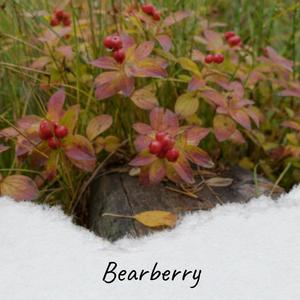 Bearberry