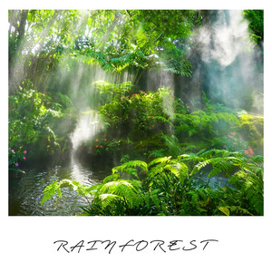 Rainforest