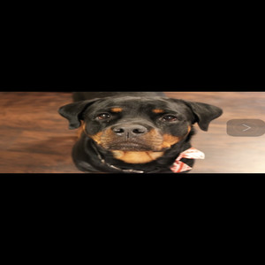 Before They Called Me Potus (Medley) (Explicit)