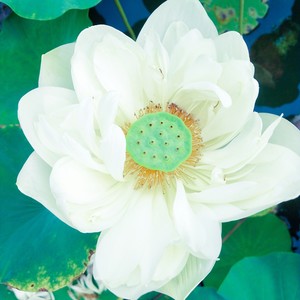 花 (伴奏)