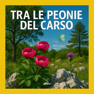 Tra le peonie del Carso