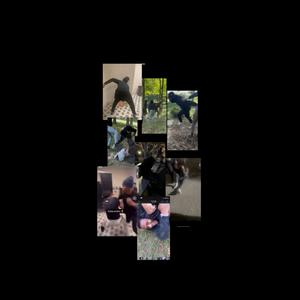 Tryn go hoop (Explicit)