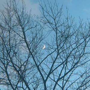 moon (forever <3) (Explicit)
