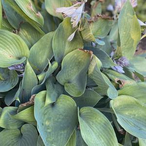 it hurt too much to say (slowed)