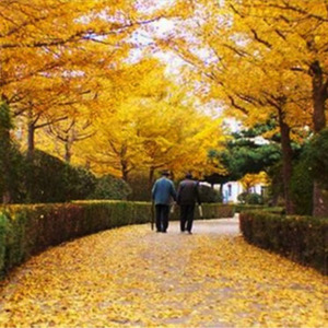 風の住む街 (风居住的街道)