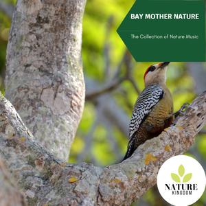 Bay Mother Nature - The Collection of Nature Music