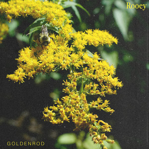 Goldenrod