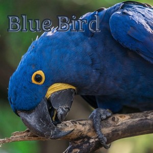 Blue Bird