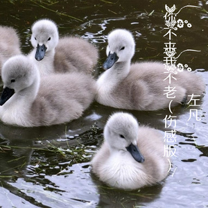 你不来我不老 (伤感版)