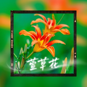 萱草花