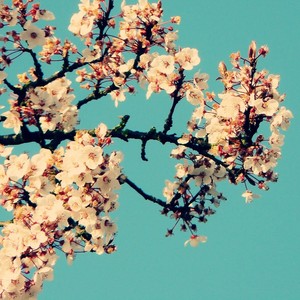 magnolia