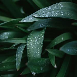 2池塘边的雷暴雨-春