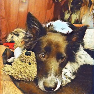 Arko, El Mejor Perro Del Mundo