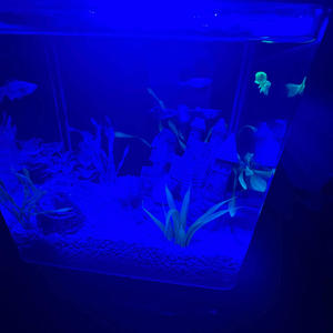 4dracula (feat. Saativas & Cingoo(yin) (Explicit)