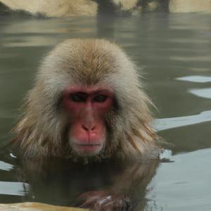 RED MONKEY