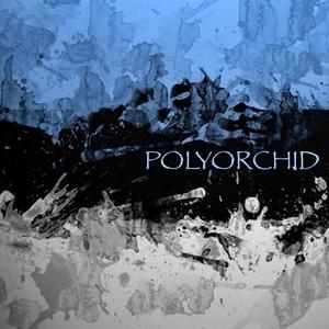 Polyorchid