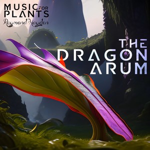The Dragon Arum